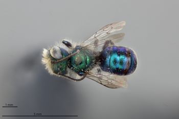 Media type: image;   Entomology 790490 Aspect: habitus dorsal view